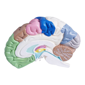 Scheletro umano modello anatomico espositore regalo medico di colore del corpo umano emisfero destro area funzionale modello del cervello - Product Image 3