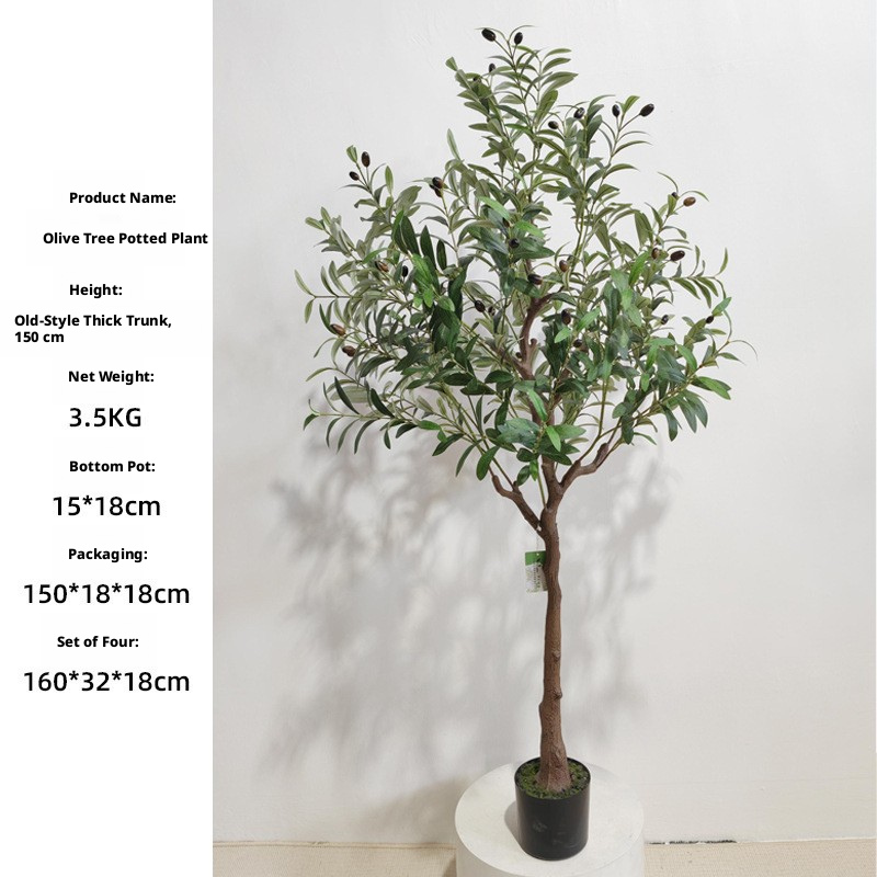 150cm olive tree (thick trunk)