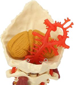 Servikal omurga modeli çıkarılabilir İnsan omurilik sinirleri modeli tıbbi üniversite öğretimi için anatomik Model - Product Image 5