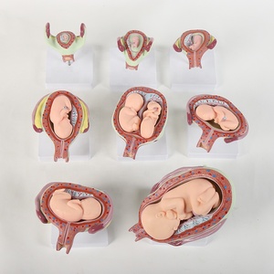 学校のための医学人間の初期発達モデル妊娠中の人間の子宮の赤ちゃん - Product Image 1