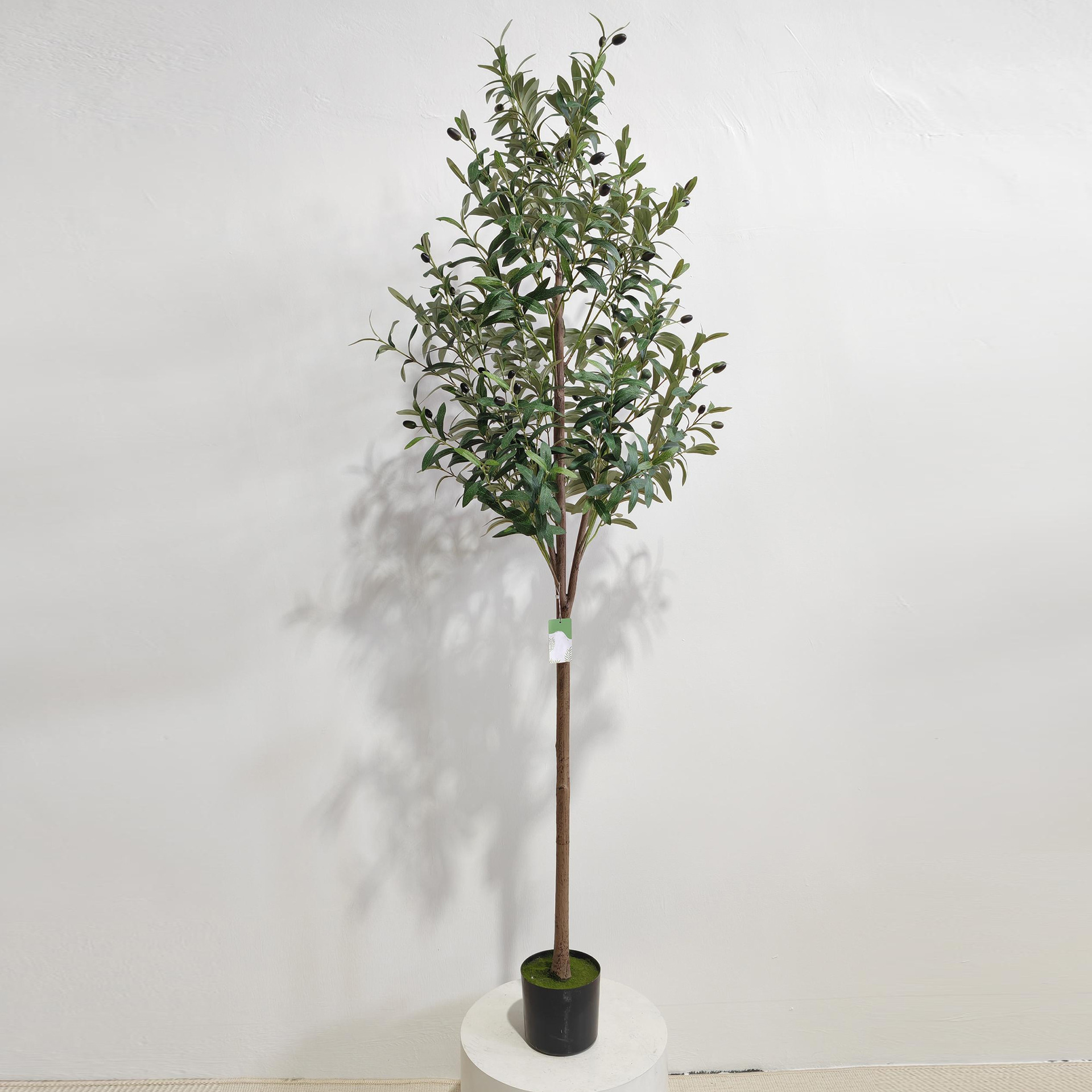 Plante en pot d'olivier de 18 m - 4 pièces