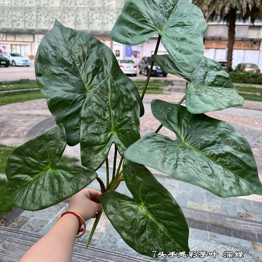 Hojas de taro de 7 hojas de color verde oscuro