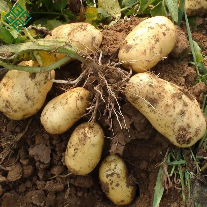 Nouveau Bangladais Rouge Pommes de Terre Fraîches/Rouge Frais Fournisseur de Pommes De Terre