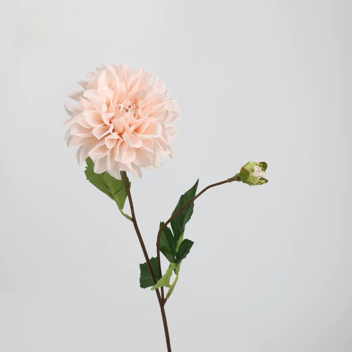 Europe Dahlia (rose champagne)