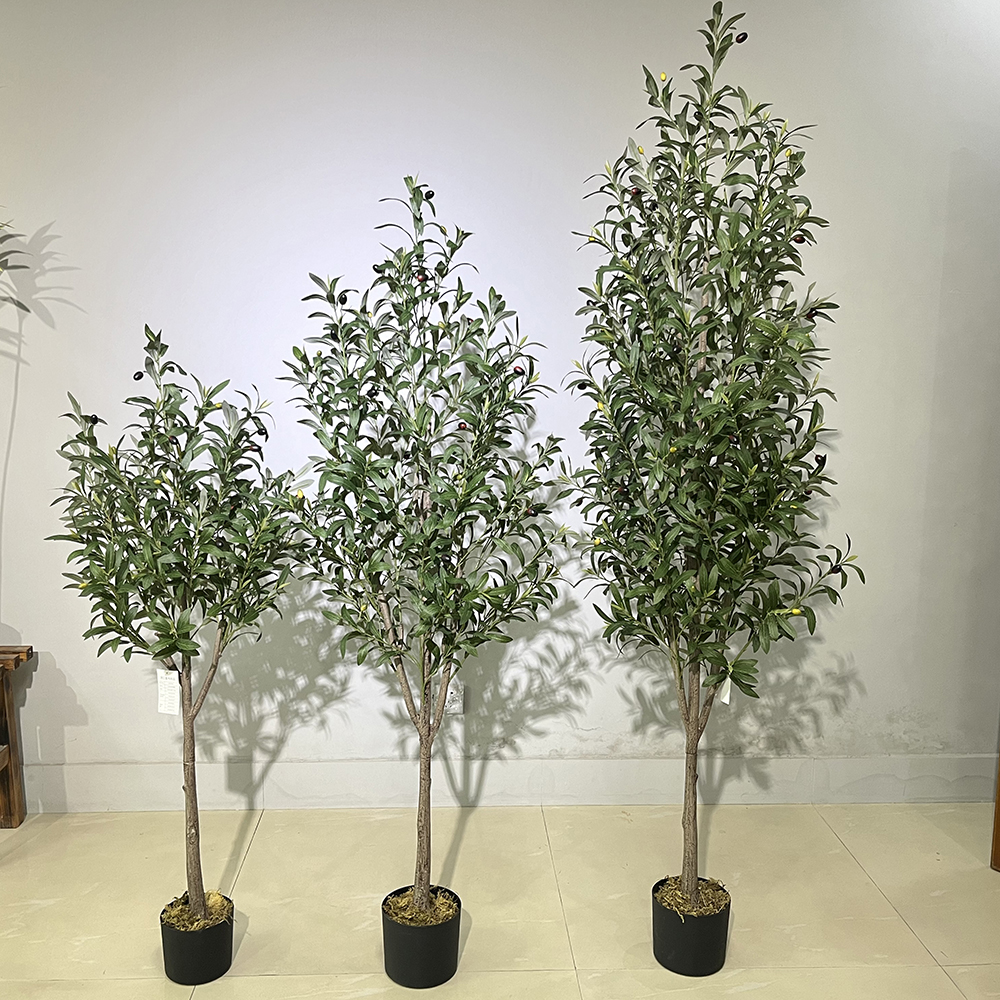 Olive 1
