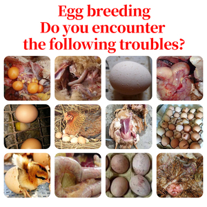 Gia cầm fowl Gà Thịt tăng cân vitamin bổ sung tăng trưởng tăng cường thức ăn phụ gia cho gà - Product Image 5