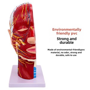 SUNNYMED SY-N027 PVC anatomik Model insan yüz sığ kas nörovasküler modeli cilt rengi manken hemşire eğitimi için - Product Image 2