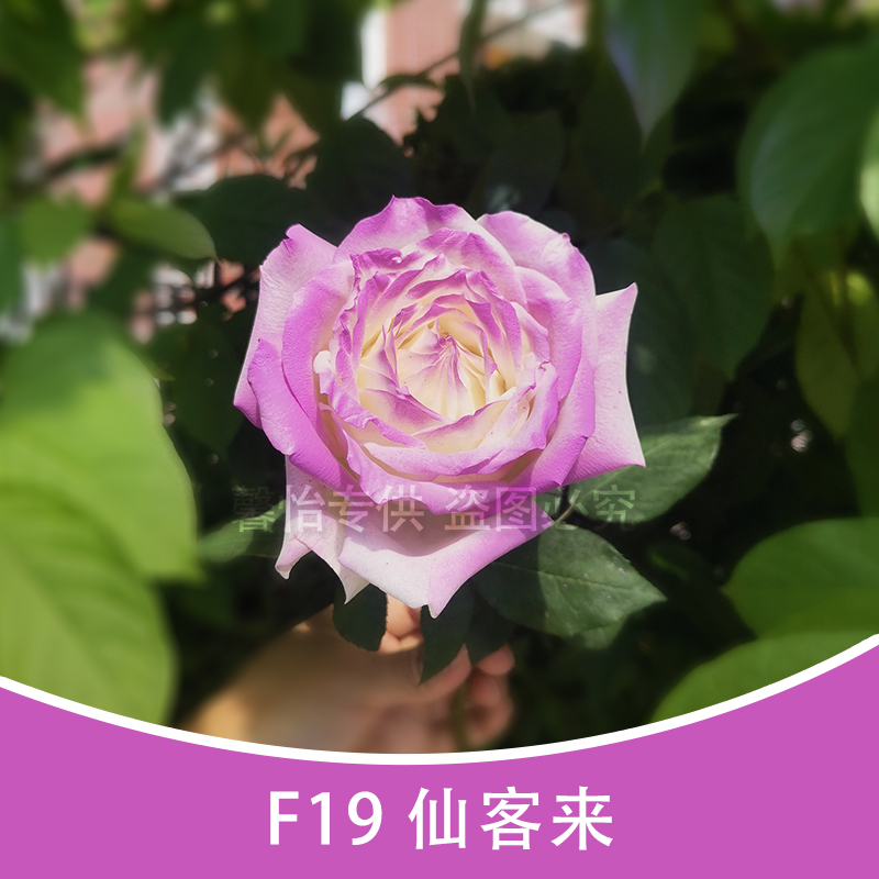 F19 cyclam