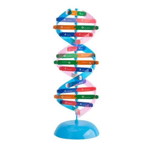 Modelo de DNA, estructura de DNA educativa, equipo de experimento físico, instrumento de enseñanza
