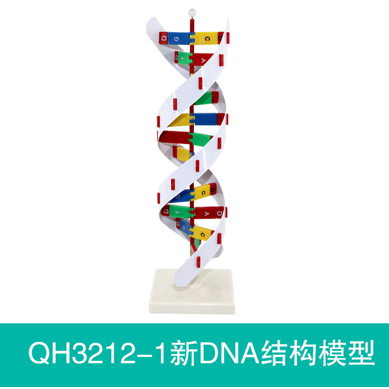 QH3212-1 Nouveau modèle de structure d'ADN