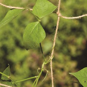 Hemp <strong>Net</strong> Jute Netting 2m X 5m for Garden Plant Climbing - Product Image 4