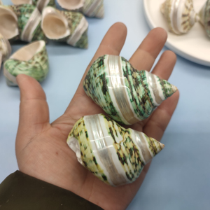 Декоративные ракушки из натуральной морской ракушки, ракушки из улитки, ракушки для продажи-хорошая цена для рукоделия, украшений, декора, подарка - Product Image 4