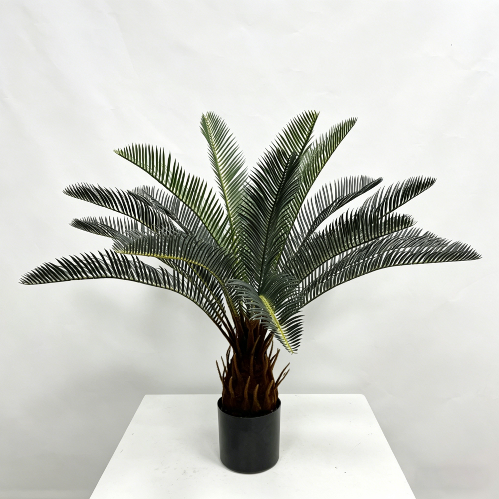 cycas 50 cm