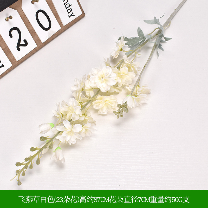Delphinium blanc