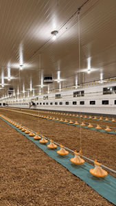 Durable Broiler Floor Farming Equipment for Sale