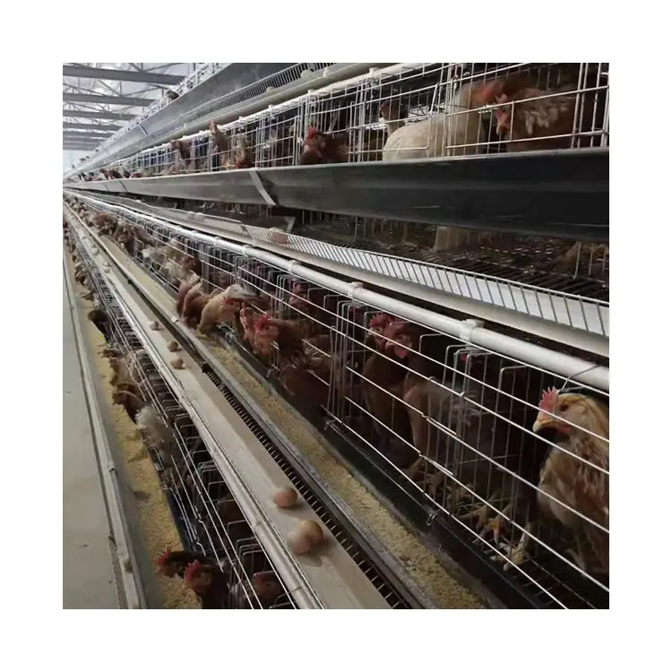 Cage d'élevage de poules, équipement de ponte, couche d'œufs automatique pour la vente, couche de batterie, cage de poule