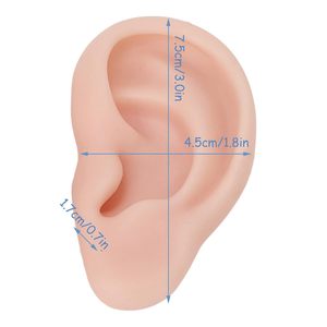 İnsan kulak modeli yumuşak silikon sağ sol kulak açık renk kulak Piercing uygulama küpe takı ekran öğretim aracı - Product Image 6