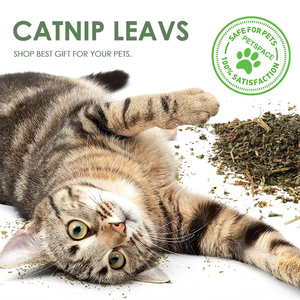 OEM Package Natural Dried <strong>Catnip</strong> Leaf for Cat Premium Quality <strong>Catnip</strong> Herbs Safe 100% Natural <strong>Catnip</strong>