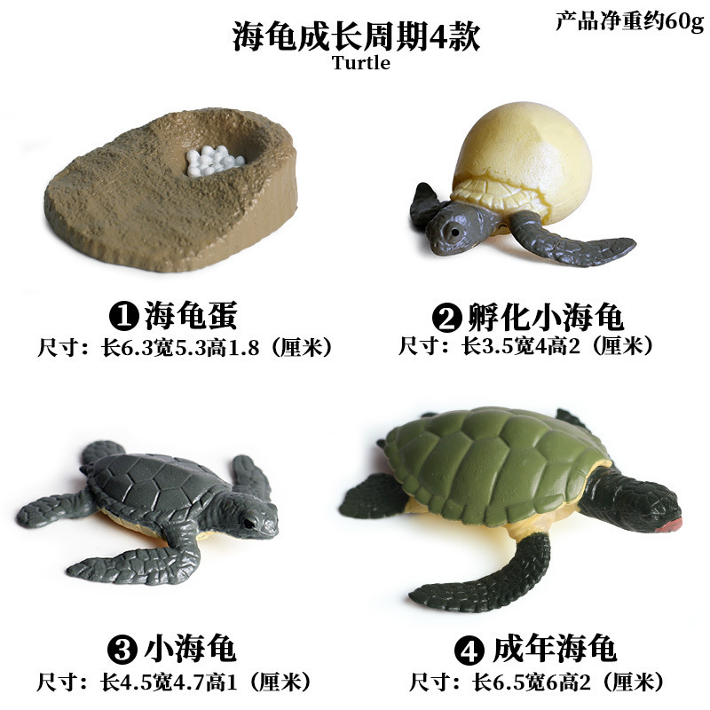 Turtle growth cycle 4 sets