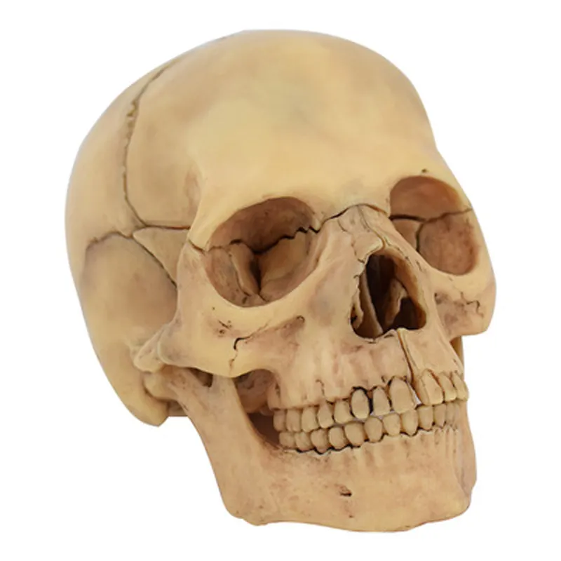Modelo de cráneo desmontable suministros educativos simulación de PVC modelo anatómico de cráneo humano