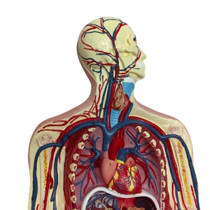 High Quality <strong>Human</strong> Organ Models for Medical Teaching Biology Teaching <strong>Human</strong> Blood Circulation System Model - Product Image 5