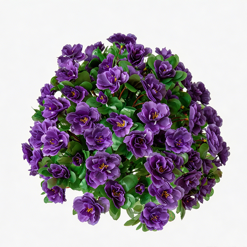 coloré8