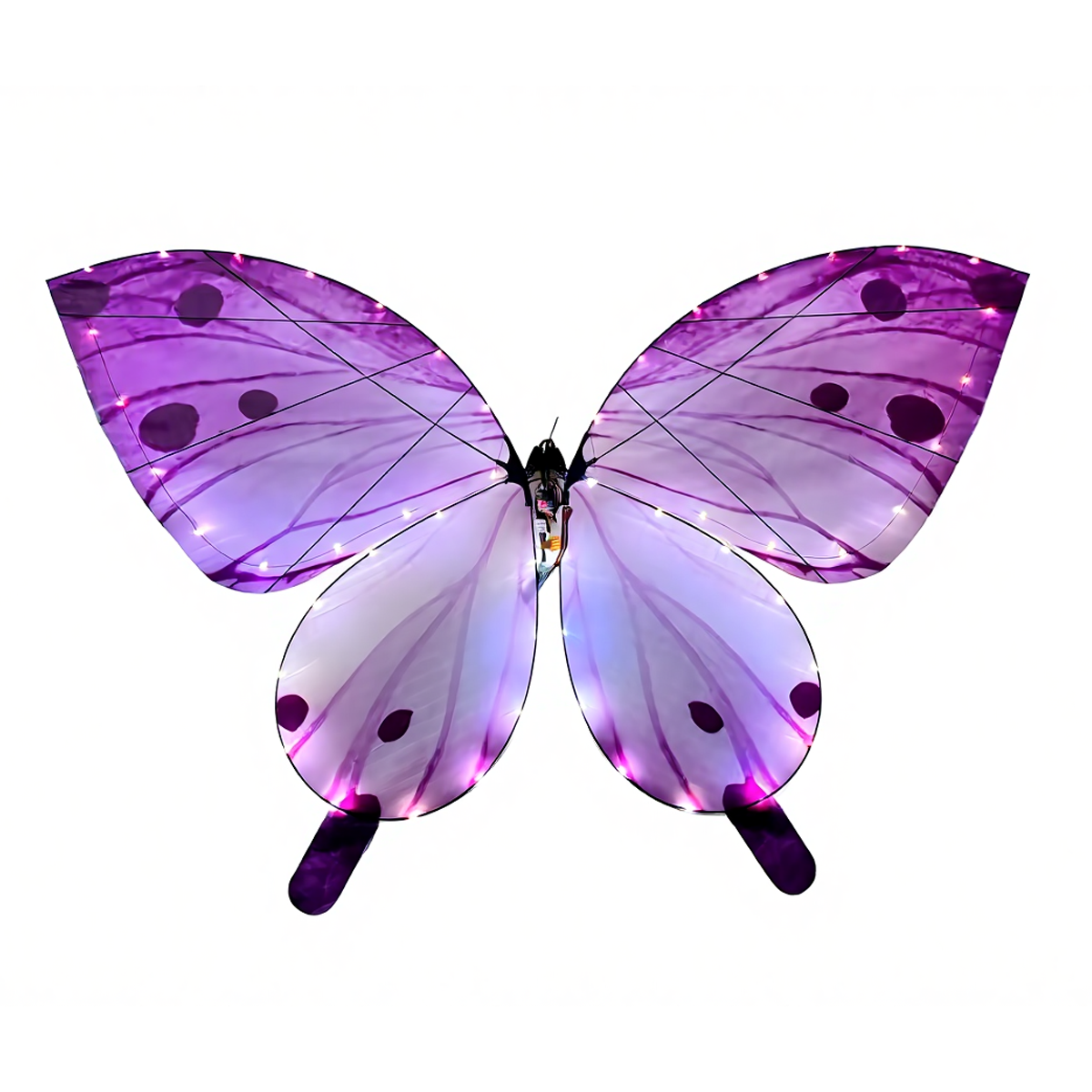 Viola