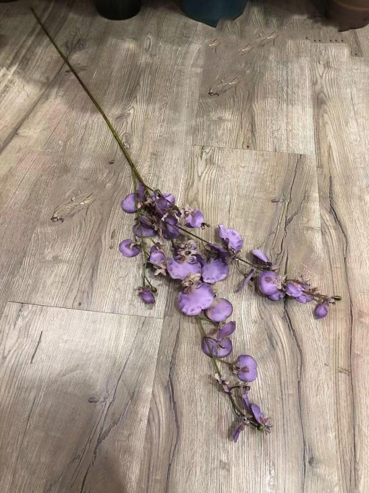 Orchidées
