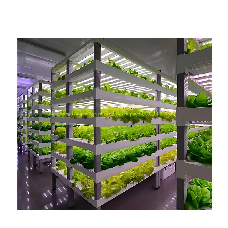 Sistema idroponico Nft sistemi di coltivazione per lattuga/pomodoro/cetriolo/fragola che coltivano apparecchiature per idroponica in serra