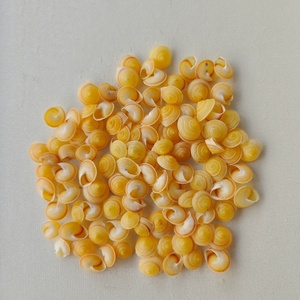 Mini Natural Yellow Snail <strong>Shells</strong> 1 to 1.2 Centimeters Polished Conch Seashell - Product Image 1