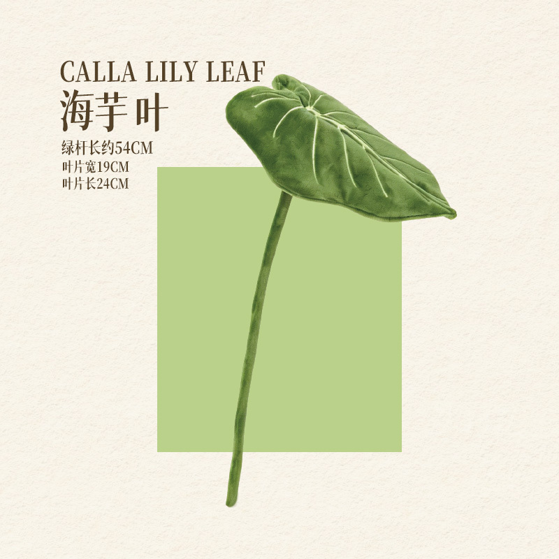 HOJA DE LIRIO DE CALLA