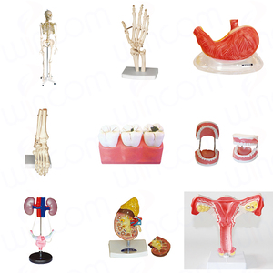 Wincom bilim anatomi modelleri kulak 3d anatomik Model tıp eğitimi İnsan orta kulak modeli - Product Image 3