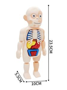 最畅销的简单人体器官结构模型玩具科学教育儿童Diy套件。 - Product Image 4