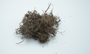 Çiy çim ekstresi siyanit Arachnoidea kök ekstresi gücü 98% Ecdysone - Product Image 2