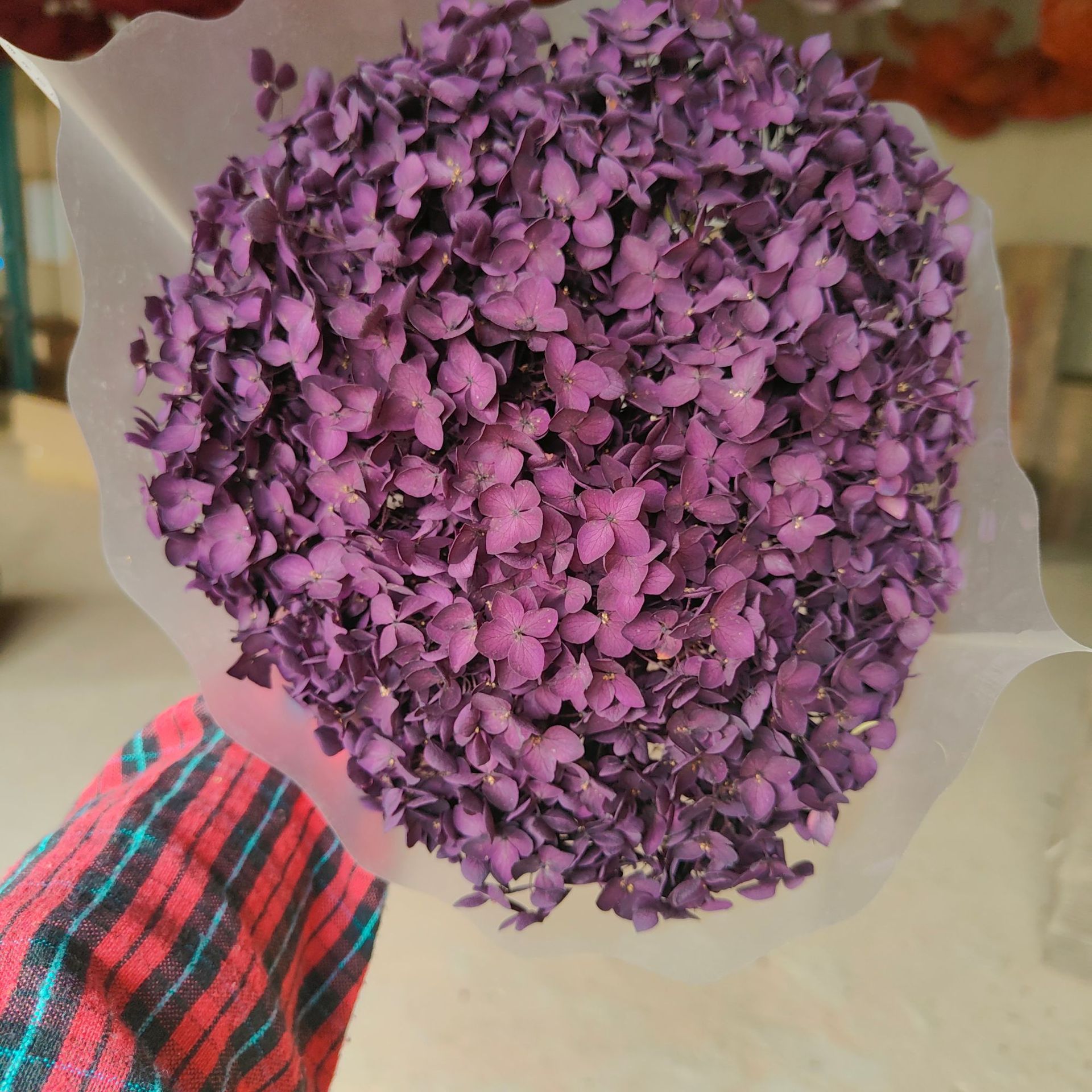 Púrpura