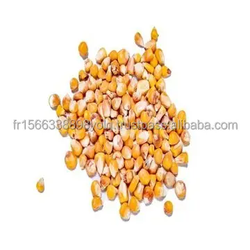 Precio al por mayor Premium Maíz amarillo Calidad de exportación Maíz amarillo seco Maíz a la venta en Rs 17/kg | Amarillo