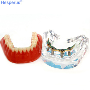 Natural Large Standard <strong>Tooth</strong> Model for Brushing Training and Practice Dental Model - Product Image 6