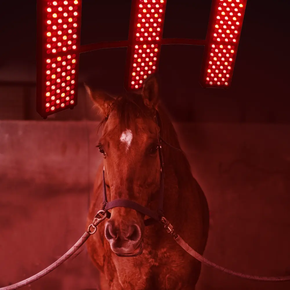 Fabricant professionnel de produits équins Solarium de cheval de haute qualité Thérapie par la lumière rouge pour chevaux