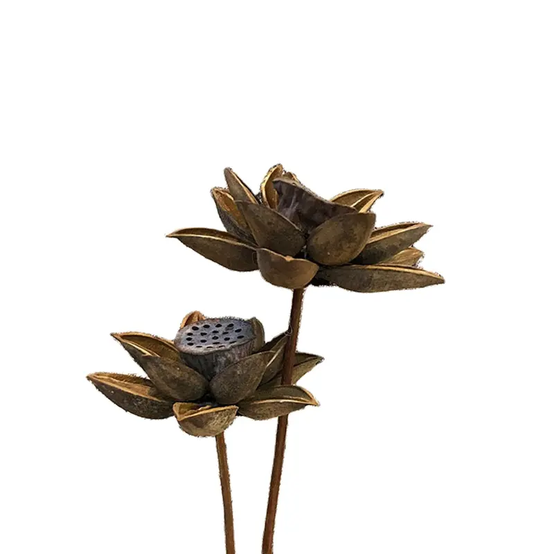 הבוהיניה גדול חבורה של עץ לוטוס לוטוס לוטוס פרח יונאן טבעי פרחים מיובשים זן בית ריהוט ירי אבזרי