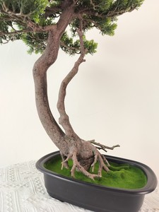 Artificial <strong>Cypress</strong> Pine Tree - Product Image 3