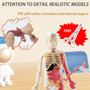 学校の生物学的教育エイズ3D人間の体が暗い人間の骨格器官の教育的な人間の解剖学モデルで光る - Product Image 3
