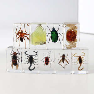 Оптовая продажа, настоящее насекомое из смолы, пресс-папье из смолы, поделки, образец насекомого, акриловое пресс-папье для детей, Обучающие ресурсы - Product Image 1