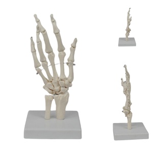 İnsan el eklem iskelet modeli-el kemikleri, Ulna ve yarıçapı ortopedik tıbbi Model beyin - Product Image 3