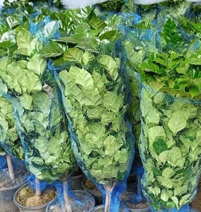 Ağaç bitkileri siparişe göre işleme hizmeti PP plastik genişletilebilir Net boru ambalaj koruyucu ağlar - Product Image 5