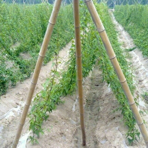 Salatalık kafes net, salatalık net, yeşil ve beyaz bitki destek ağı - Product Image 3