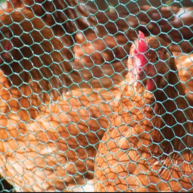 Rete metallica esagonale zincata a caldo/filo di pollo/recinzione di pollo rivestita in PVC