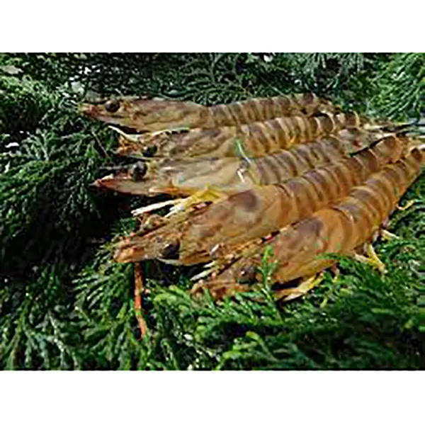 Japanese High Quality Frozen Tiger Prawns Seafood From Amakusa