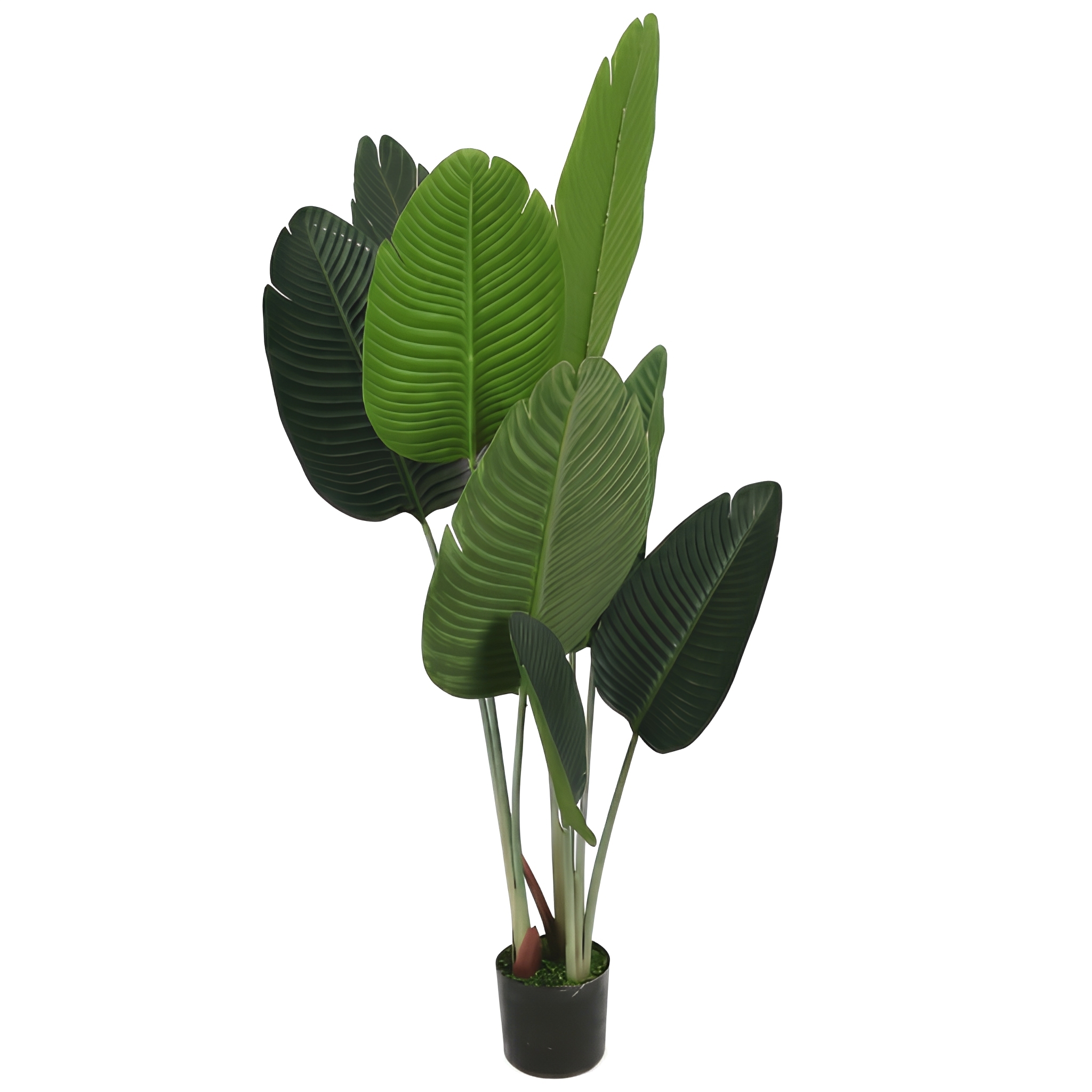 110cm 8 leaves