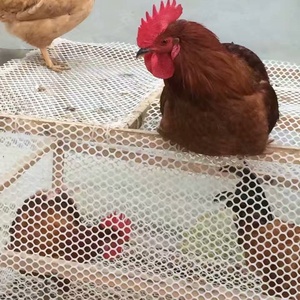 Низкая цена, небольшая пластиковая плоская сетка из полипропилена, экструдированная пластиковая плоская сетчатая сетка, экструдированная пластиковая сетка, сетка для сельского хозяйства - Product Image 5