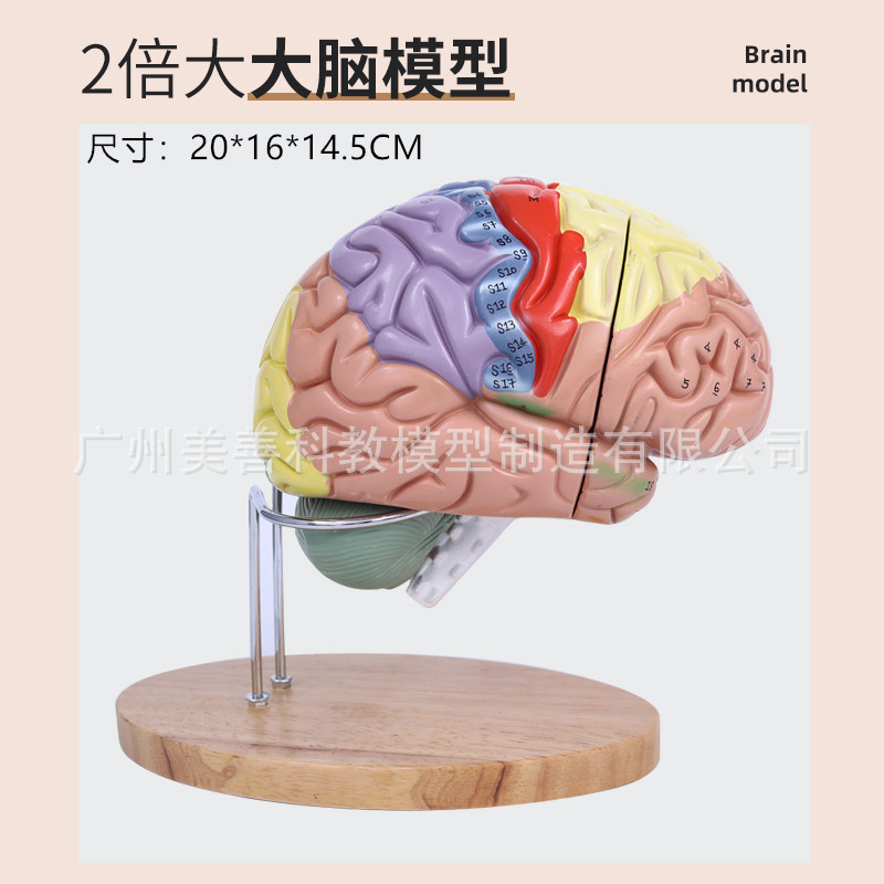 Double the brain volume (with numerical markings)